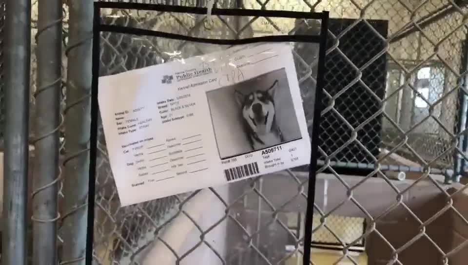 Abandonan 200 gatitos y perritos en un refugio solo en un fin de semana