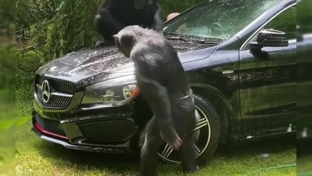 work, the boss is coming Animal Animal confused behavior Chimp song