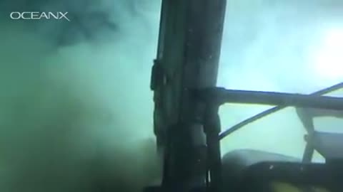 Bluntnose Sixgill Shark