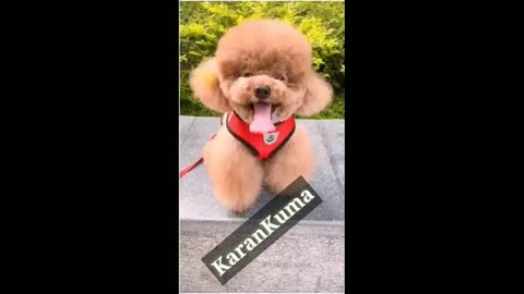 Cute Dogs That Will Make You Happy