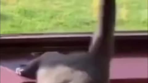 Funny Videos of Cats Funny Failed Animals