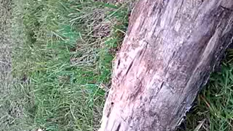 minecraft wood brok in real life with hand