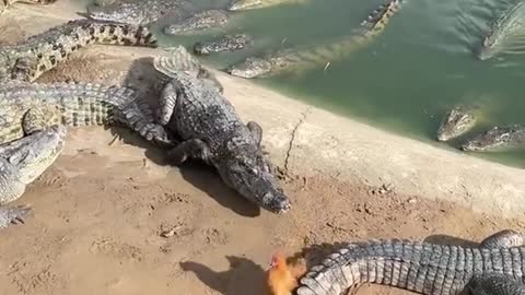 Farmer Feeds Live Chicken To Crocodiles