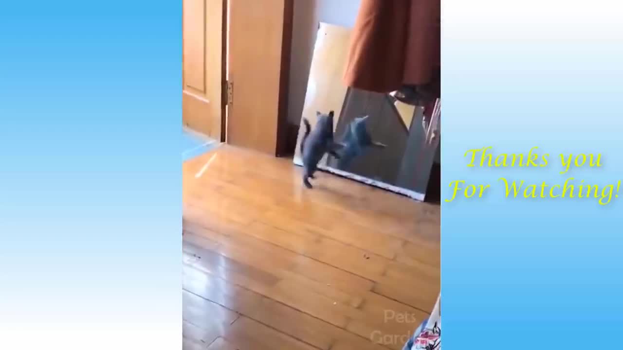 Cat Fears Her Own Reflection