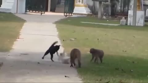 Funniest Animals - Cute Cats and Dogs Funny Videos Compilation || Animal Gags