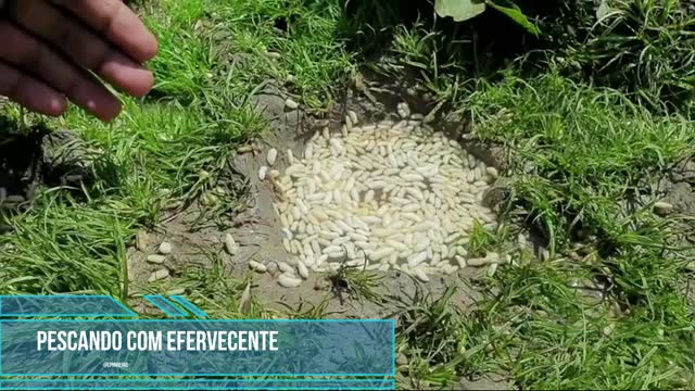 PESCANDO PEIXE COM EFERVECENTE ?