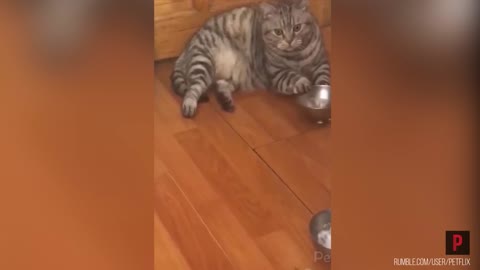 When you're bored [bored cat playing with his bowl]