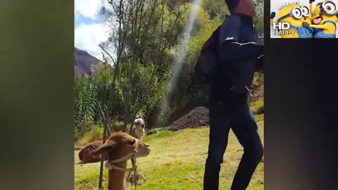 if you laugh 3 times, you lose #37