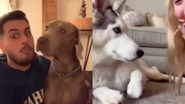 The dogs' reaction when they made a prank that they ate their ears is very funny.