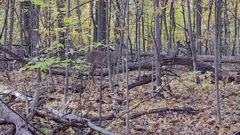 Deer using special forces tactics xgames mode