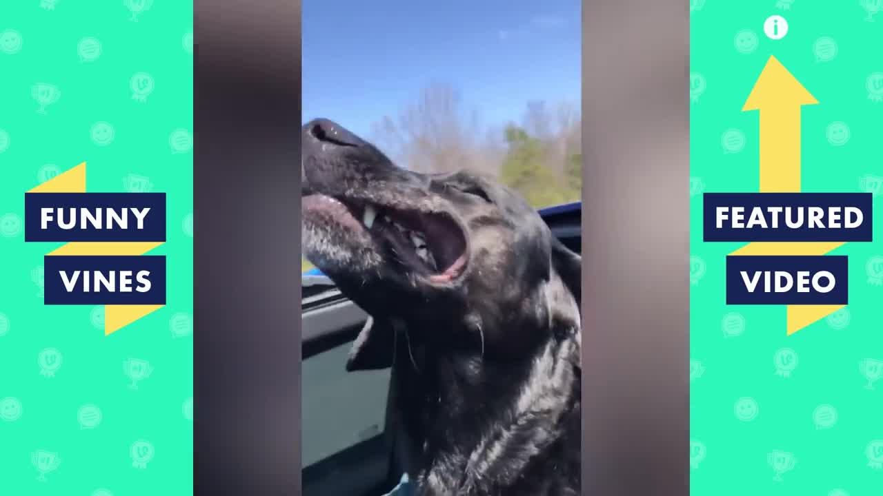 Cutest funniest things u will ever see