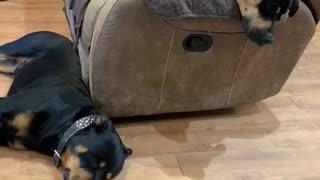 Oso N Ava