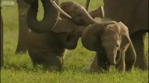 Fighting Elephants | Wildlife Specials: Elephant | Spy in the Herd | BBC Earth