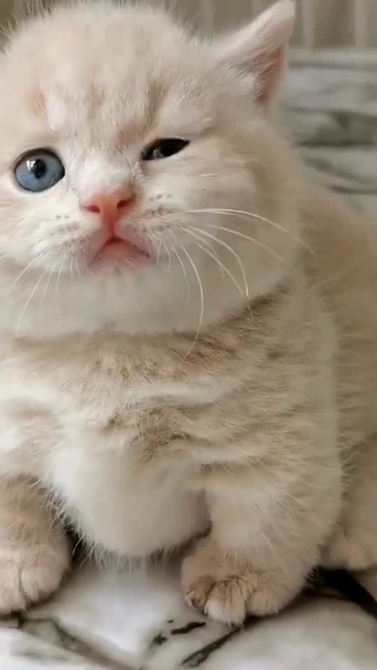 Chubby kitten