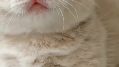 Chubby kitten