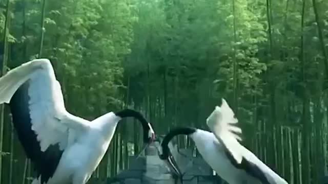 The most beautiful peace