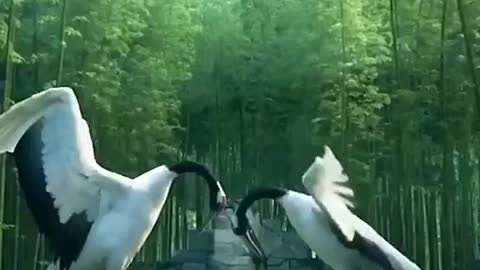 The most beautiful peace