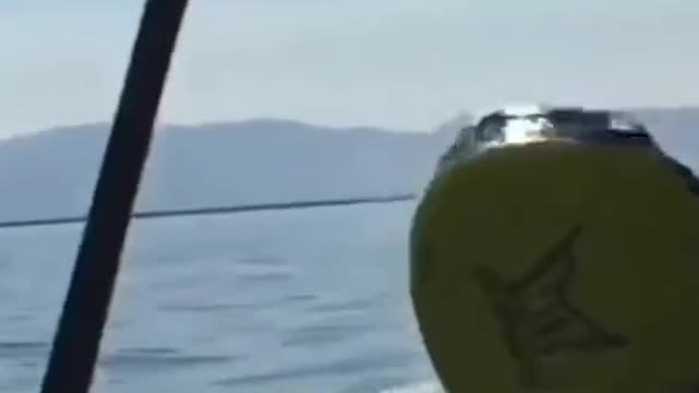 Wee compilation