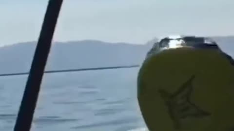 Wee compilation