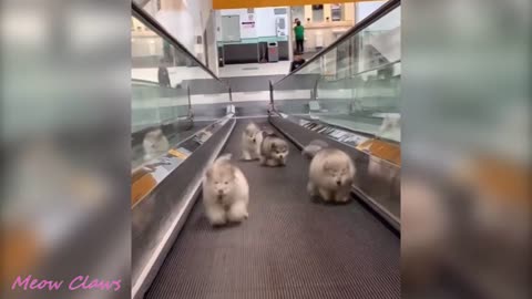 😍Baby Alaskan Malamute 🥰🥰🥰Momentos divertidos🥺😍