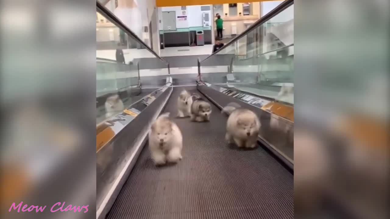 😍Baby Alaskan Malamute 🥰🥰🥰Momentos divertidos🥺😍