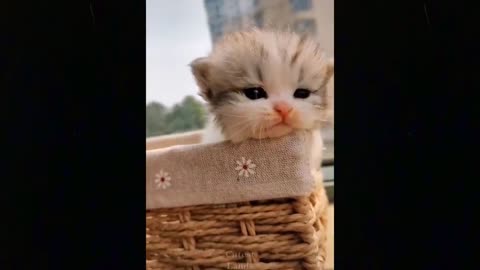 Cute TikTok Pets to Cure All Your Sadness ♥ Cutest Pets
