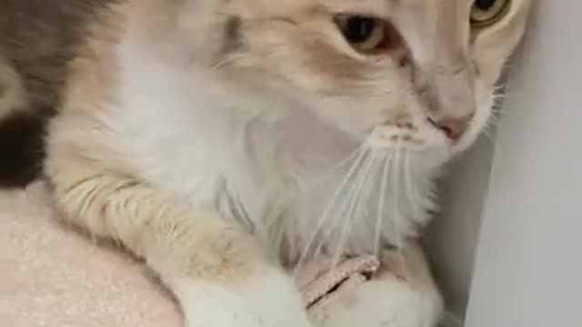 Cat cat funny