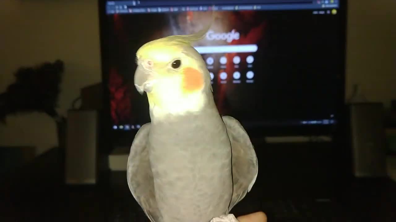 Happy Birb
