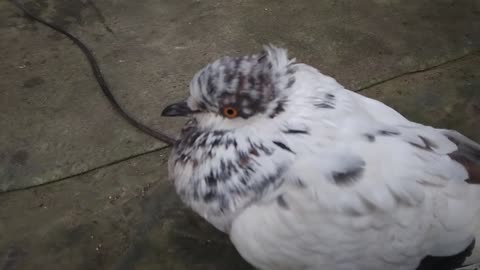 Beautiful baby and bird video