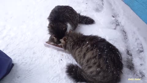 Cute cats are very friendly and beautiful