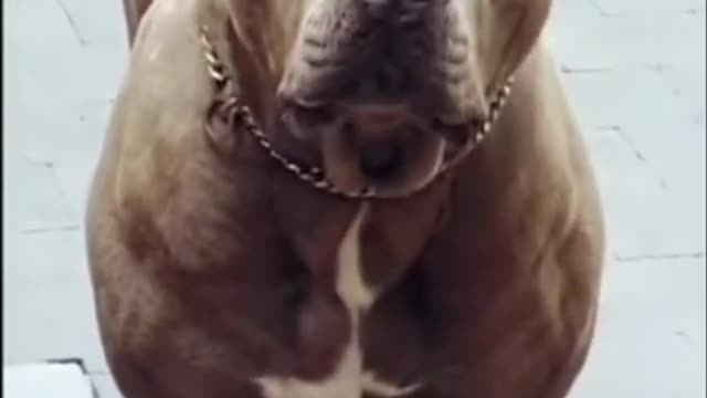 BRAND PITBULL ATTITUDE STATUS