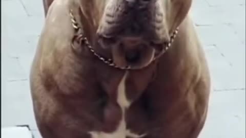 BRAND PITBULL ATTITUDE STATUS