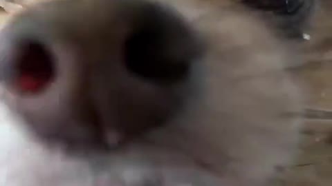 Dogs and Cats, Baby Pets Funny Videos