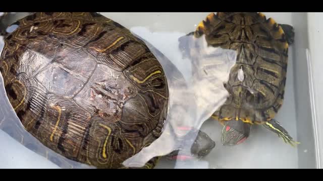 big turtle