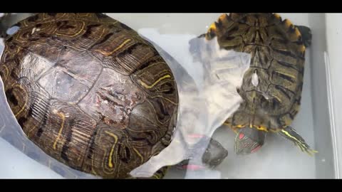 big turtle