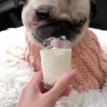 🍦 Pug eats ice cream and sounds funny 😍