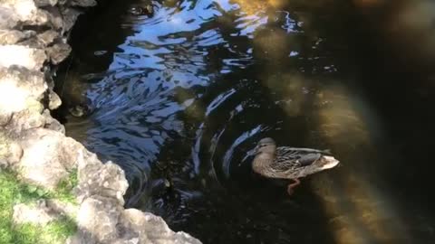 An adventure of ducklings!