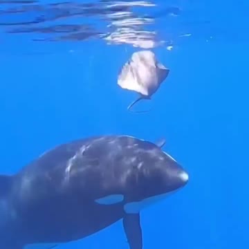 Sea turtles, stingrays, fish & sharks surround diver in Galapagos