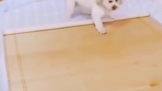 DOG HAVING HUMAN ABILITIES WOW!