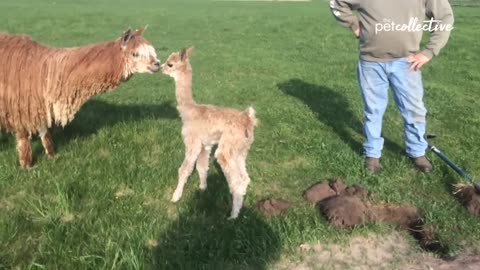 Helping animal