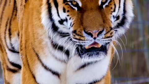 Tiger around in the snow