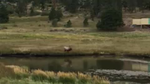 Call of the Wild