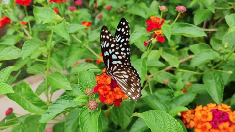 Nature - Flowers - Butterfly- Green