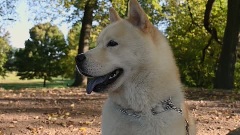 A Cute White Dog