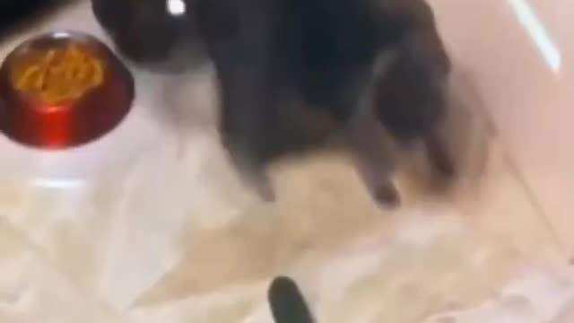 Funniest Cats 😹 - Don't try to hold back Laughter 😂 - Funny Cats Life_