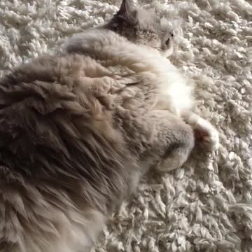 Extraño gatito 'gorjea' a unas aves salvajes