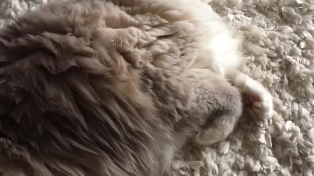 Extraño gatito 'gorjea' a unas aves salvajes