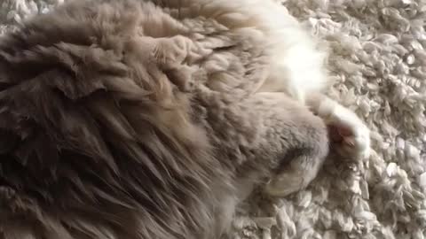 Extraño gatito 'gorjea' a unas aves salvajes
