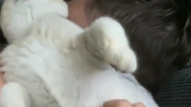 The cat is well behaved and will not interfere with the owner's sleep
