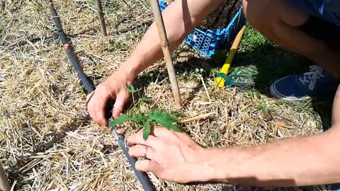 Comment planter ses tomates [TUTO] ?